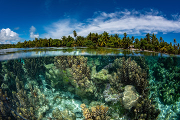 snorkeling in french polynesia down under world - obrazy, fototapety, plakaty