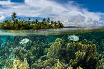 snorkeling in french polynesia down under world