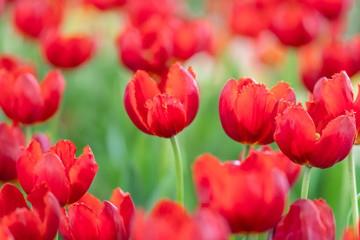 red tulips in the garden