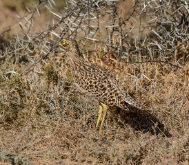 Spotted Thick-knee