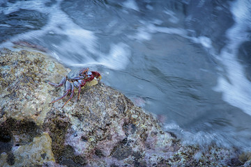 Red rock crabs