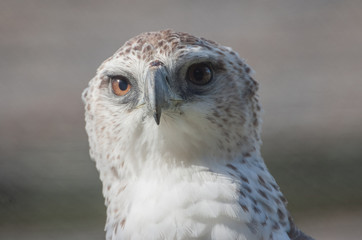 Martial Eagle