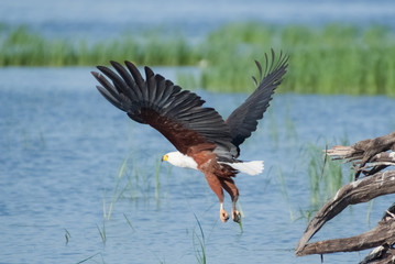African Fish Eagle