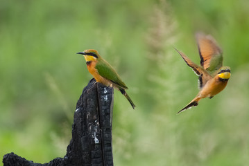 Little Bee-Eater