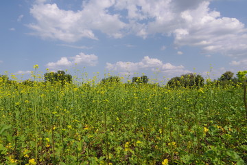 field with yellow flowers against the blue sky
