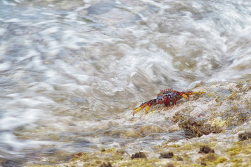 Red rock crabs