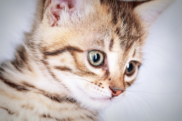Close up portrait of a little tabby kitten