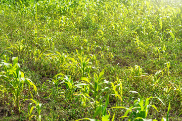 Poorly growing corn, little harvest in summer.