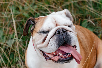 Close-up of English Bulldog, outside on the grass