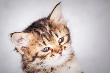 Close up portrait of a little tabby kitten