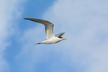 Swift Tern In Flight