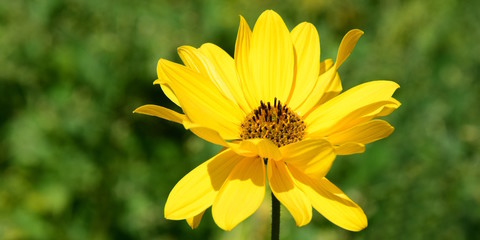 Banner gelbe Blume, Website