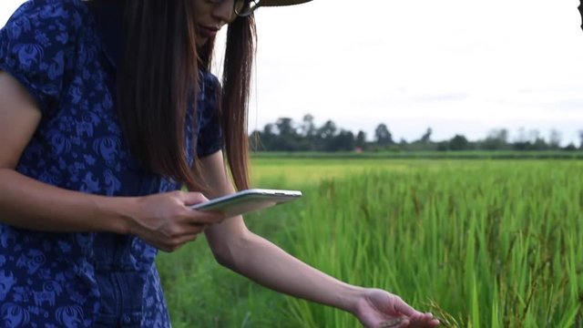 A young farmer woman working on a rice field in Thailand