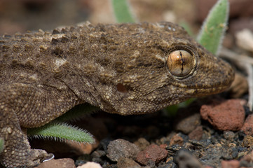 East Canary gecko (Tarentola angustimentalis). Arrecife. Lanzarote. Canary Islands. Spain.