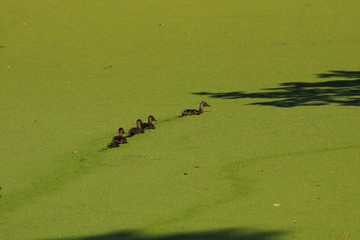 Entenfamilie, Lemna minor, Schweden, Skane