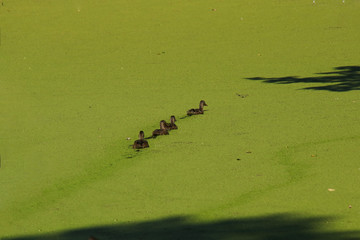 Entenfamilie, Lemna minor , Schweden, skane