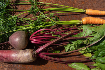 Raw beetroots and carrots from new harvest on rusty melallic surface background
