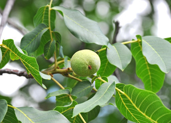 Walnut tree (Juglans regia) with fruit