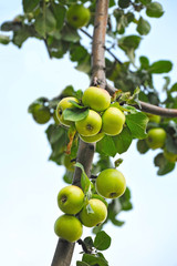 Green apple on branch