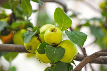 Green apple on branch