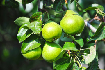 Ripe pear on the branch