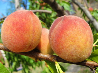 Three peaches on a tree in the garden