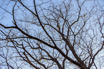 brazilian outdoor plants