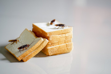 The problem in the house because of cockroaches living in the kitchen, cockroach eating bread