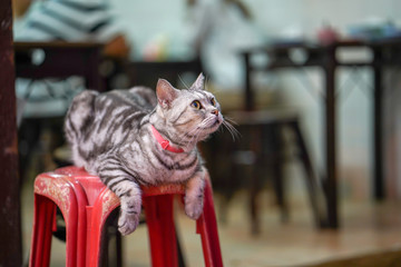 Beautiful grey cat