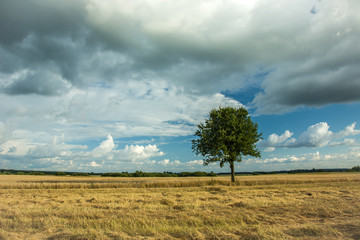 Fototapeta na wymiar Lonely tree in the field and clouds in the sky