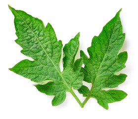 Tomato leaves isolated