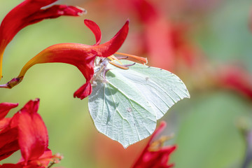 Zitronenfalter Gonepteryx Rhamni Common Brimstone Butterfly