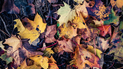 Autumn leaves in park, natural background
