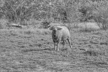 Asian Buffaloes in a field of green grass.
