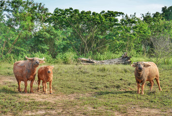 Asian Buffaloes in a field of green grass.