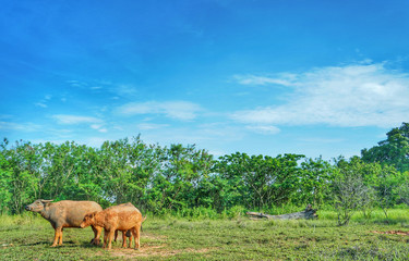 Asian Buffaloes in a field of green grass.