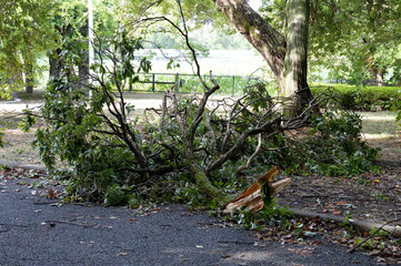 台風で折れた大きな枝