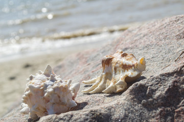 Beautiful seashells on the stone of the beach.