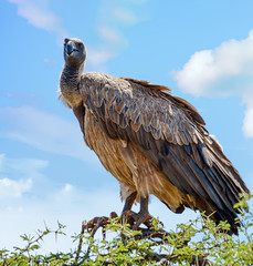 White-backed Vulture