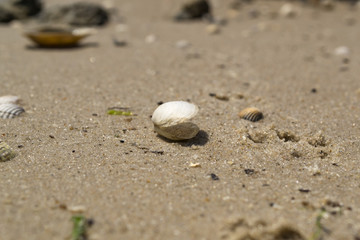 Opened seashell on the sand of the coast. Macro shot.