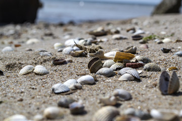 The seashells on the sand of the coast. Close up.