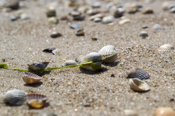 The seashells on the sand of the coast. Close up.