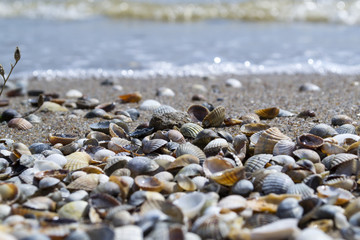 The seashells on the sand of the coast. Close up.