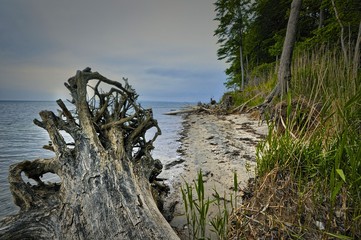 fallen tree