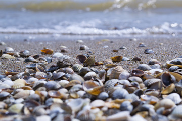 The seashells on the sand of the coast. Close up.