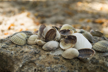 Mollusk shells. Seashells background. Texture of seashells, close up.