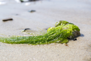 Seaweeds on the sand of the coast.