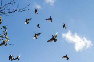 autumn picture bare branches and birds in flight