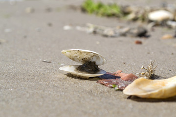 Opened seashell on the sand of the coast. Macro shot.