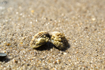 Opened seashell on the sand of the coast. Macro shot.